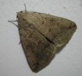 Clytie illunaris